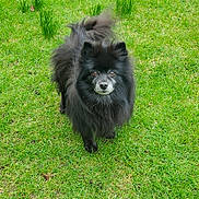 Ace joined the competition — help win amazing prizes! dog, black_dog, fluffy, grass, outdoor, pet, animal, cute, standing, fur, canine, greenery, nature, mammal, friendly, alert, domestic_animal, portrait, summer, daylight