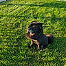 Ace joined the competition — help win amazing prizes! dog, black_dog, grass, lawn, sunlight, outdoor, pet, fence, yard, sitting, fluffy, nature, daytime, shadow, greenery, canine, peaceful, backyard, sunshine, animal