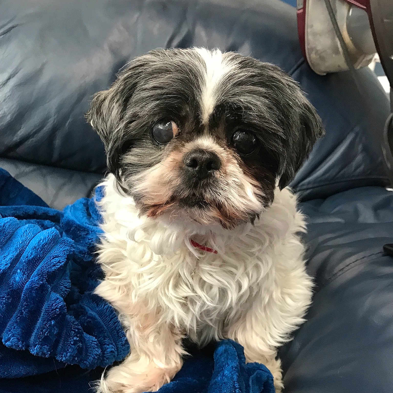 Gina is registered to the contest to win money with this photo: canidae, carnivore, chinese_imperial_dog, companion_dog, dog, dog_breed, kyi_leo, lhasa_apso, mal_shi, maltepoo, mammal, morkie, pekapoo, puppy, schnoodle, shih_poo, shih_tzu, snout, sporting_group, vertebrate