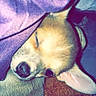 Narco participe au concours pour gagner de l'argent avec cette photo : puppy, dog, sleeping, lying_down, upside_down, floppy_ears, nose, closed_eyes, blanket, plush_toy, stuffed_animal, cozy, indoors, bedtime, cuddly, brown, cream, portrait, pet, cute