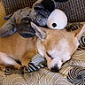 Narco participe au concours pour gagner de l'argent avec cette photo : dog, chihuahua, stuffed_animal, sleeping, pet, small_dog, toy_dog, couch, cushion, blanket, indoors, home, cozy, resting, lying_down, closed_eyes, brown_fur, plush_toy, patterned_fabric, portrait