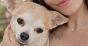 Narco a rejoint le concours — aidez-le/la à gagner de superbes lots ! woman, puppy, dog, chihuahua, pet, portrait, close_up, outdoor, cuddling, holding, face, eyes, smiling, freckles, brown_hair, tattoo, necklace, cream_clothing, soft_lighting, blurred_background