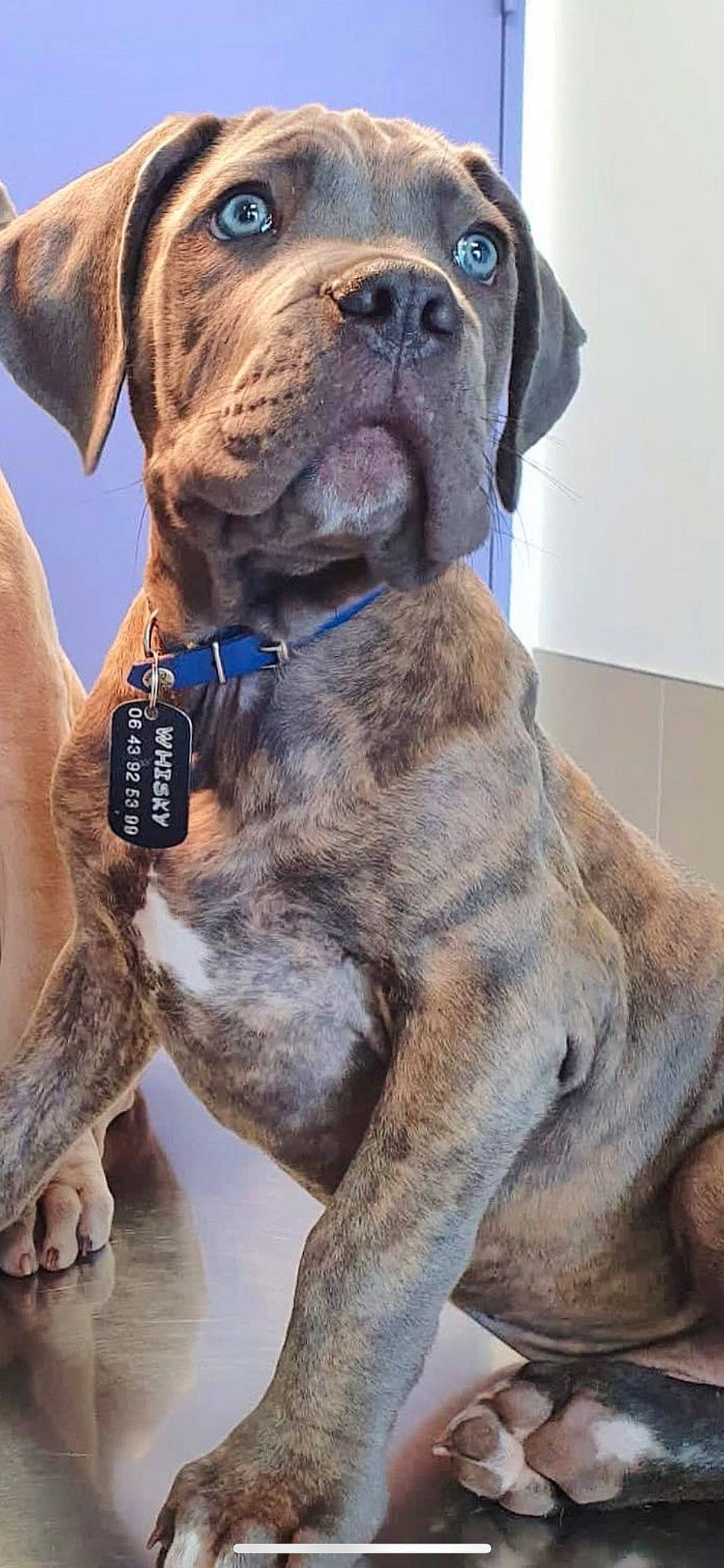 Whisky participe au concours pour gagner de l'argent avec cette photo : carnivore, collar, comfort, companion_dog, dog, dog_breed, dog_collar, fawn, fur, giant_dog_breed, liver, non_sporting_group, pet_supply, snout, sporting_group, terrestrial_animal, working_animal, working_dog, wrinkle