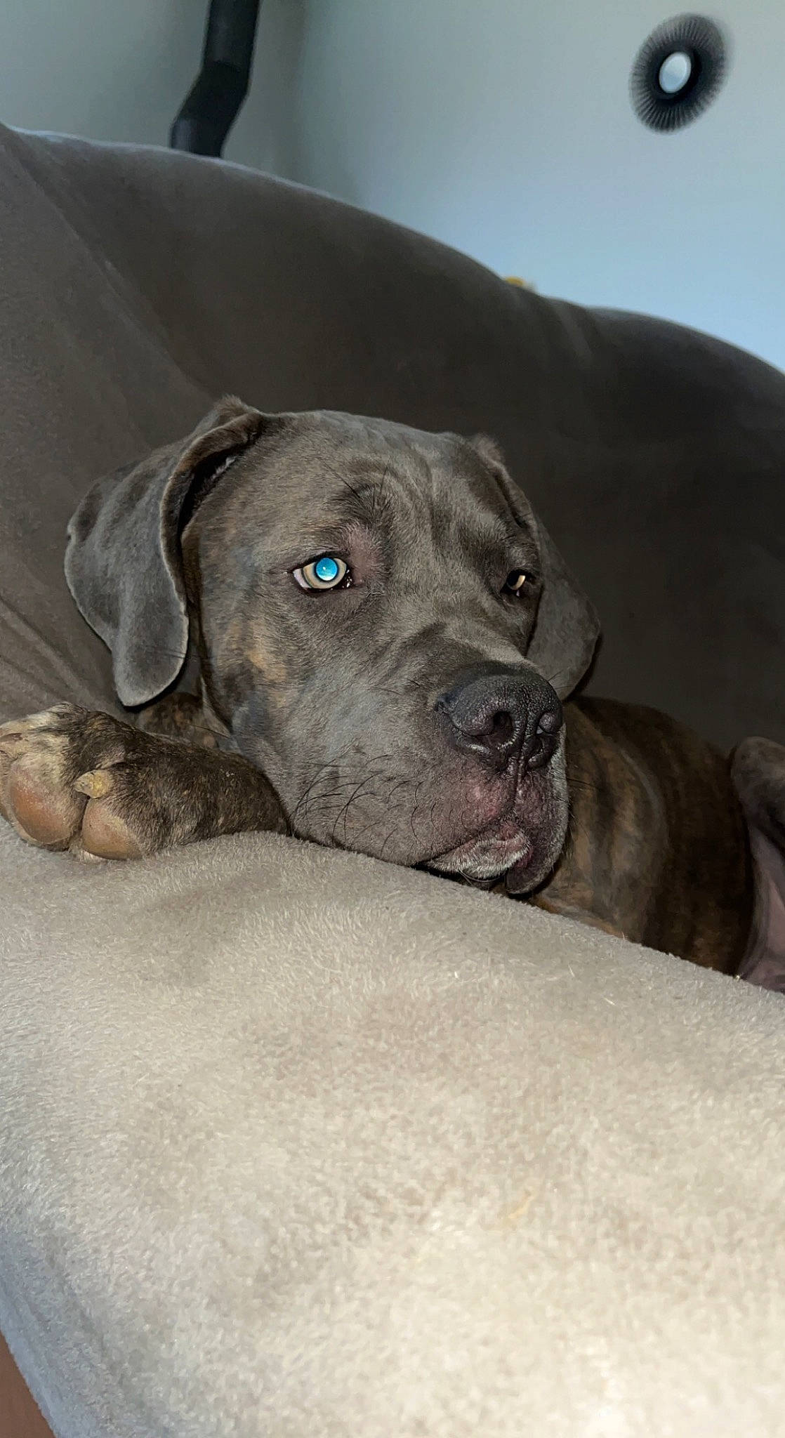 Whisky participe au concours pour gagner de l'argent avec cette photo : canidae, carnivore, comfort, companion_dog, dog, dog_breed, fawn, grey, guard_dog, liver, non_sporting_group, snout, sporting_group, terrestrial_animal, whiskers, working_animal