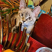 Koa is registered to the contest to win money with this photo: kitten, cat, paw, metal, red_mat, indoor, curious, playful, feline, eyes, pet, domestic_animal, texture, closeup, cozy, background, decor, animal, whiskers, soft