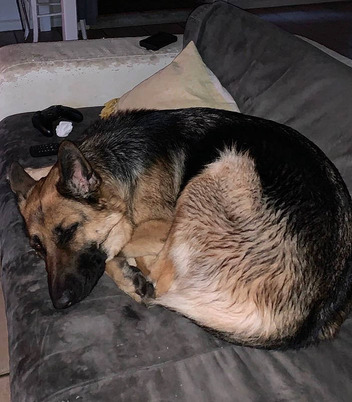 Octavia a rejoint le concours — aidez-le/la à gagner de superbes lots ! belgian_shepherd_malinois, brown, canidae, carnivore, comfort, couch, dog, dog_breed, fawn, fur, german_shepherd_dog, herding_dog, home_accessories, king_shepherd, linens, living_room, old_german_shepherd_dog, police_dog, snout, working_dog