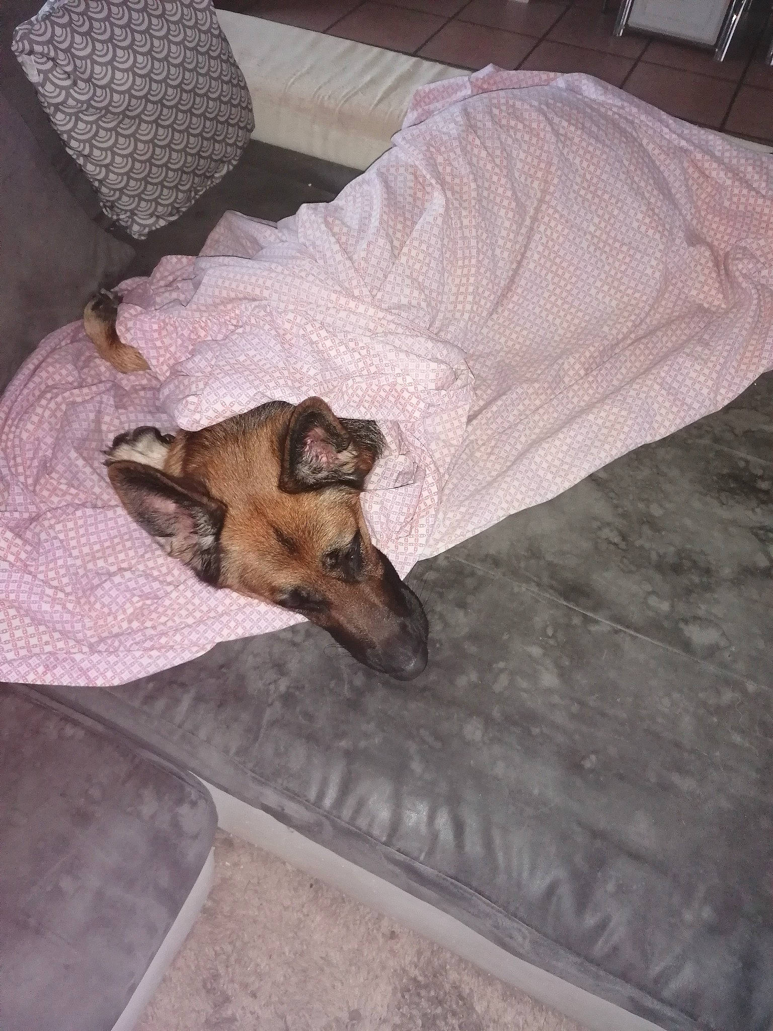 Octavia participe au concours pour gagner de l'argent avec cette photo : bed_sheet, bedding, blanket, canidae, carnivore, comfort, companion_dog, dog, dog_breed, dog_supply, fawn, linens, liver, room, sleep, snout, sporting_group, vertebrate, working_animal, working_dog