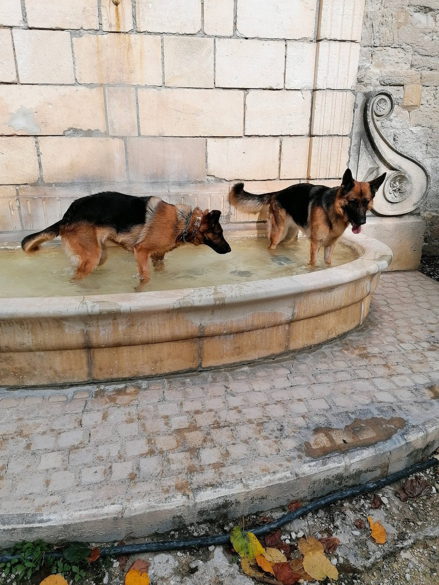 Octavia participe au concours pour gagner de l'argent avec cette photo : brick, brickwork, canidae, carnivore, citrus, cobblestone, companion_dog, dog, dog_breed, flagstone, mandarin_orange, sporting_group, tail, vertebrate, working_dog