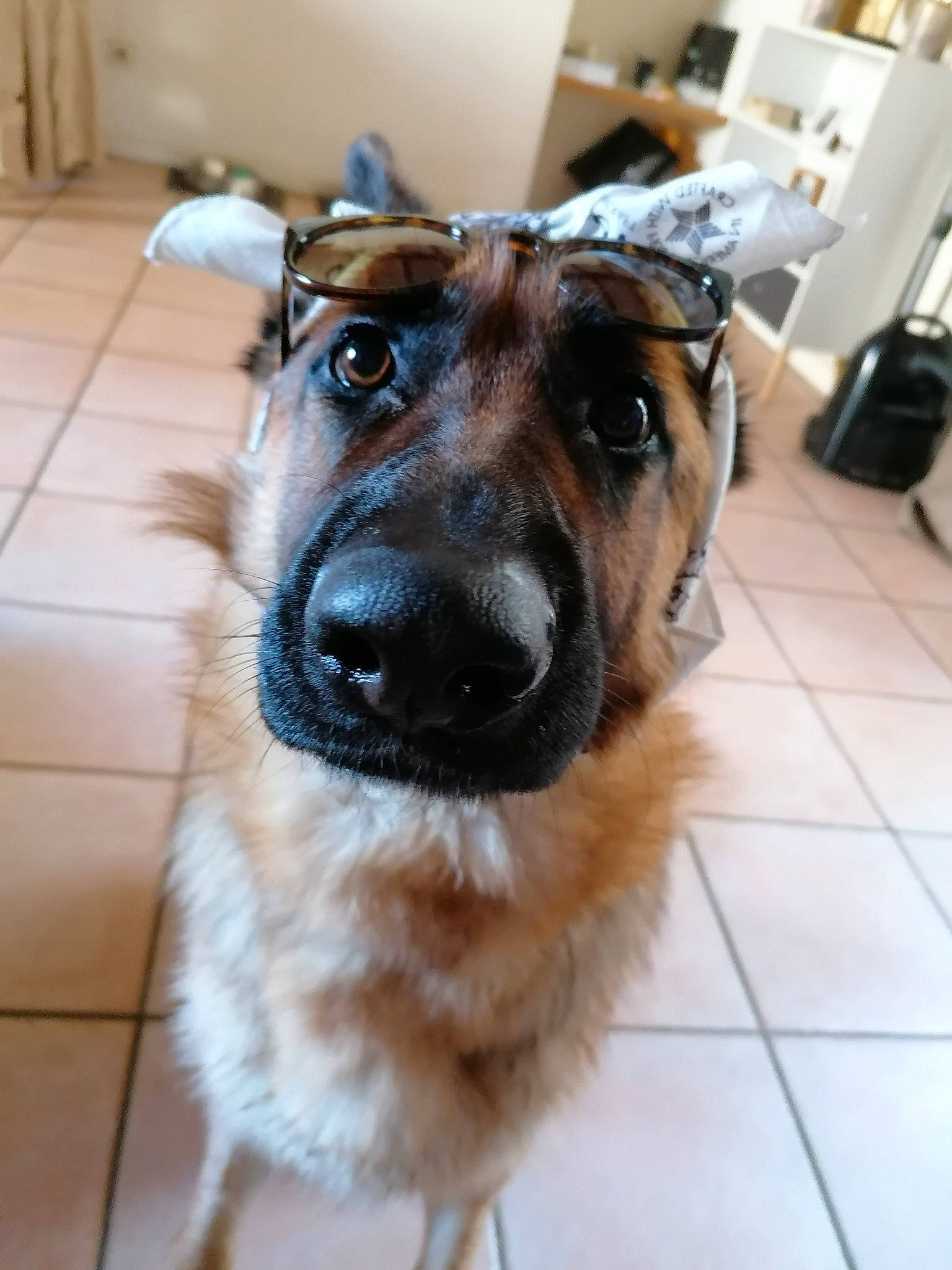 Octavia participe au concours pour gagner de l'argent avec cette photo : canidae, carnivore, companion_dog, dog, dog_breed, ear, fawn, fur, german_shepherd_dog, mammal, norwegian_elkhound, nose, potcake_dog, snout, whiskers, wolfdog, working_dog