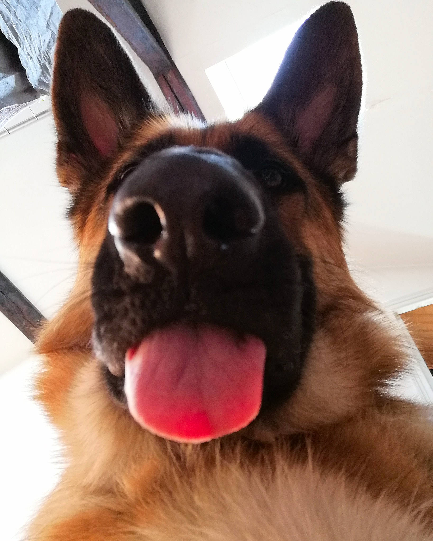 Octavia a rejoint le concours — aidez-le/la à gagner de superbes lots ! brown, canidae, carnivore, close_up, comfort, dog, dog_breed, fawn, fur, jaw, liver, neck, organ, skin, snout, tan, tongue, vertebrate, whiskers, working_animal