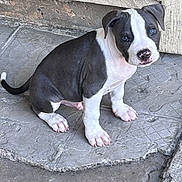 Apollo joined the competition — help win amazing prizes! animal, black_and_white, concrete_floor, cute, dog, domestic_animal, door_frame, ears, fur, looking_up, outdoor, paw, pet, puppy, sitting, small, snout, tail, wall, young_dog