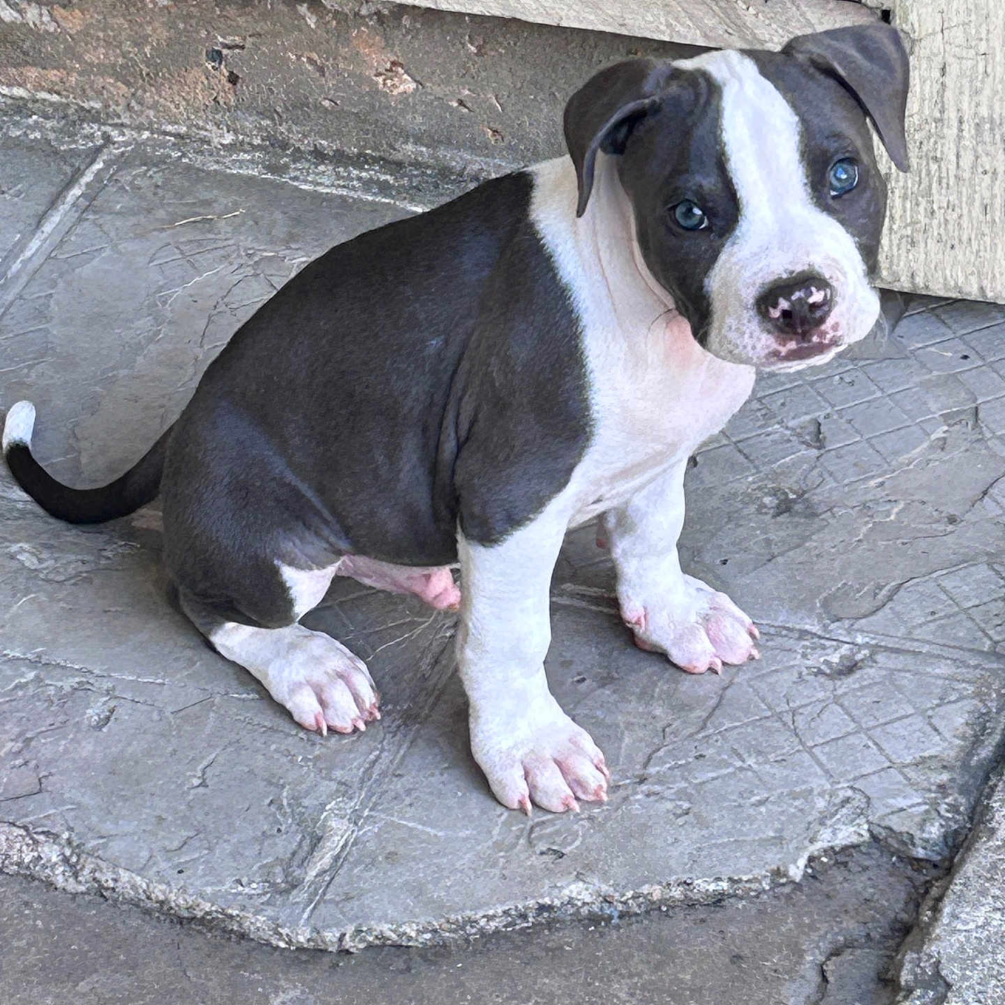 Apollo joined the competition — help win amazing prizes! animal, black_and_white, concrete_floor, cute, dog, domestic_animal, door_frame, ears, fur, looking_up, outdoor, paw, pet, puppy, sitting, small, snout, tail, wall, young_dog