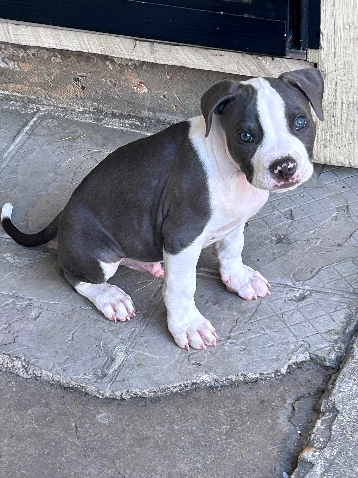 Apollo
