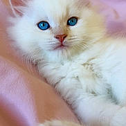 Baiko a rejoint le concours — aidez-le/la à gagner de superbes lots ! kitten, cat, white_fur, blue_eyes, fluffy, paw, paw_pads, pet, animal, portrait, close_up, lying_down, pink_blanket, indoors, cute, whiskers, ears, face, soft_lighting, playful