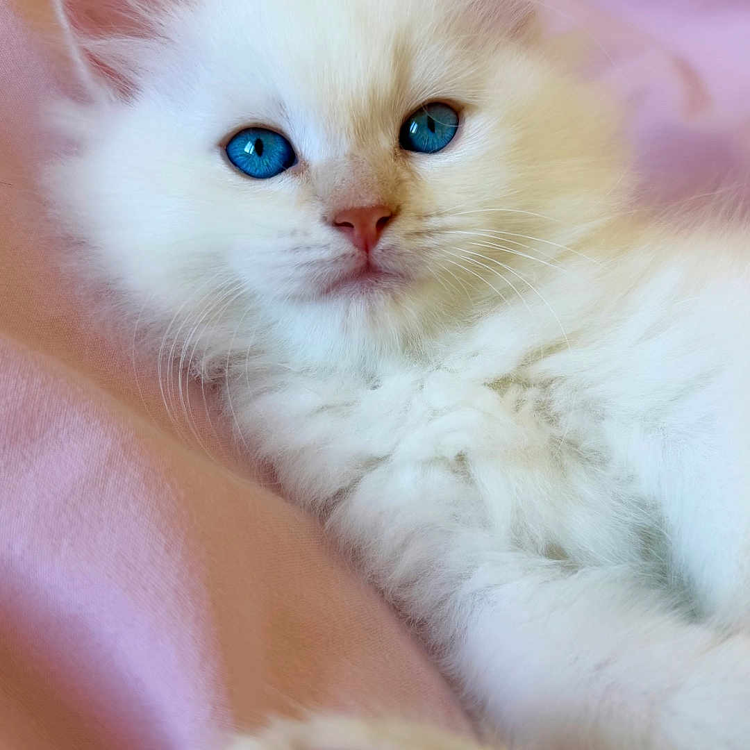 Baiko