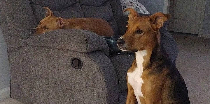 Lemmy is registered to the contest to win money with this photo: ancient_dog_breeds, canidae, carnivore, collar, comfort, companion_dog, dog, dog_breed, dog_supply, fawn, fur, non_sporting_group, sighthound, snout, sporting_group, terrestrial_animal, whiskers, working_animal