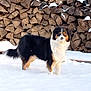 alert, animal, background, black, brown, canine, cold, daylight, dog, fur, mammal, nature, outdoor, pet, snow, stacked_wood, standing, white, winter, woodpile