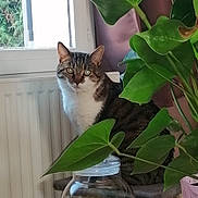 Doudou a rejoint le concours — aidez-le/la à gagner de superbes lots ! candy, cat, colorful, cozy, curious, curtains, domestic_cat, feline, green_leaves, houseplant, indoor, jar, natural_light, pet, plant_pot, radiator, relaxed, tabby_cat, window, wooden_table
