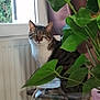 candy, cat, colorful, cozy, curious, curtains, domestic_cat, feline, green_leaves, houseplant, indoor, jar, natural_light, pet, plant_pot, radiator, relaxed, tabby_cat, window, wooden_table