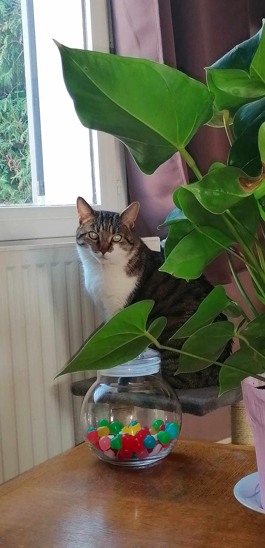 Doudou a rejoint le concours — aidez-le/la à gagner de superbes lots ! candy, cat, colorful, cozy, curious, curtains, domestic_cat, feline, green_leaves, houseplant, indoor, jar, natural_light, pet, plant_pot, radiator, relaxed, tabby_cat, window, wooden_table