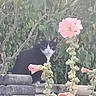 cat, black_and_white_cat, flower, pink_flower, stone_wall, green_foliage, outdoor, nature, plant, pet, animal, garden, leaf, daylight, flora, shrub, mammal, feline, wildlife, bloom