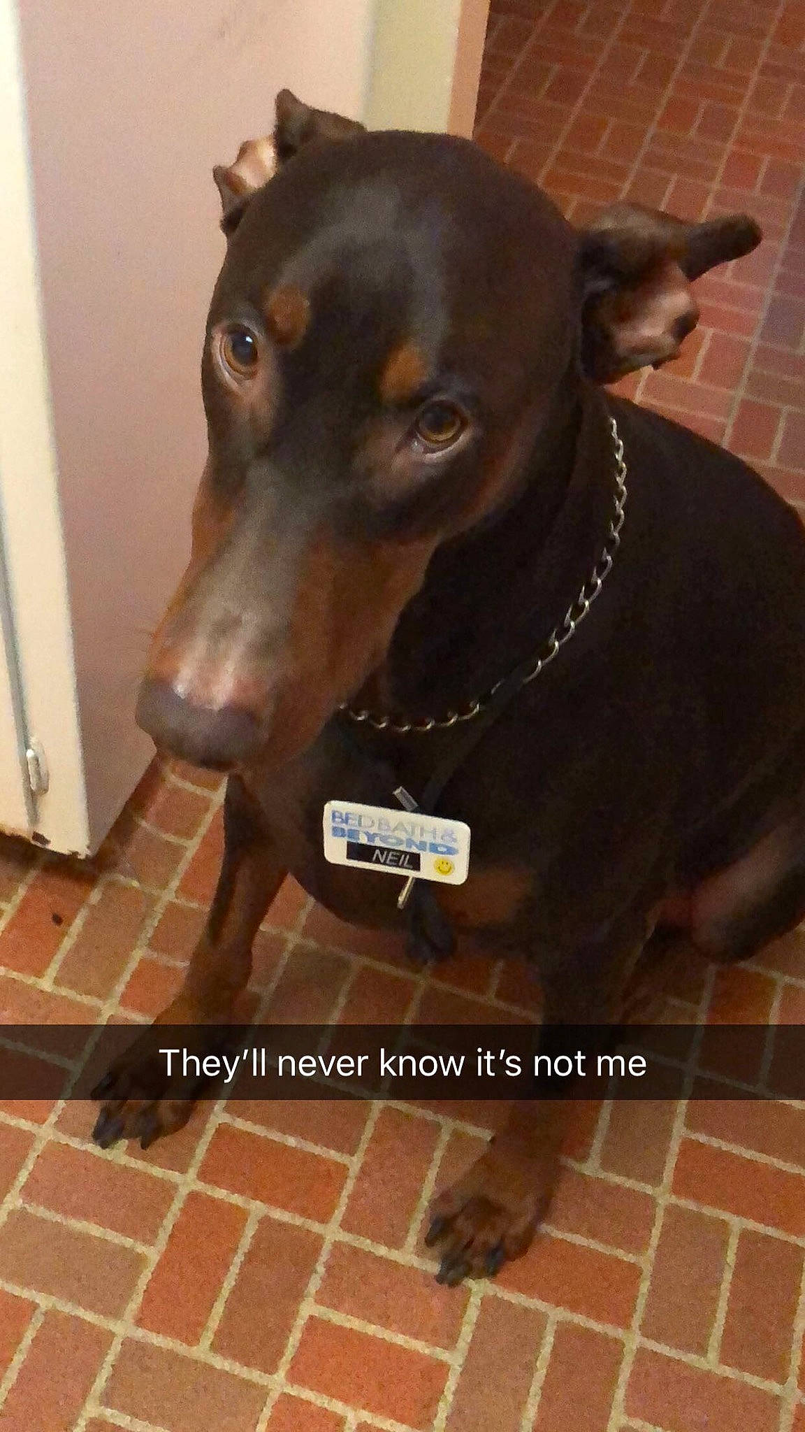 Happy joined the competition — help win amazing prizes! canidae, carnivore, collar, dobermann, dog, dog_breed, dog_collar, ear, fawn, german_pinscher, guard_dog, liver, mammal, manchester_terrier, nose, pinscher, rare_breed_dog, snout, vertebrate, working_dog