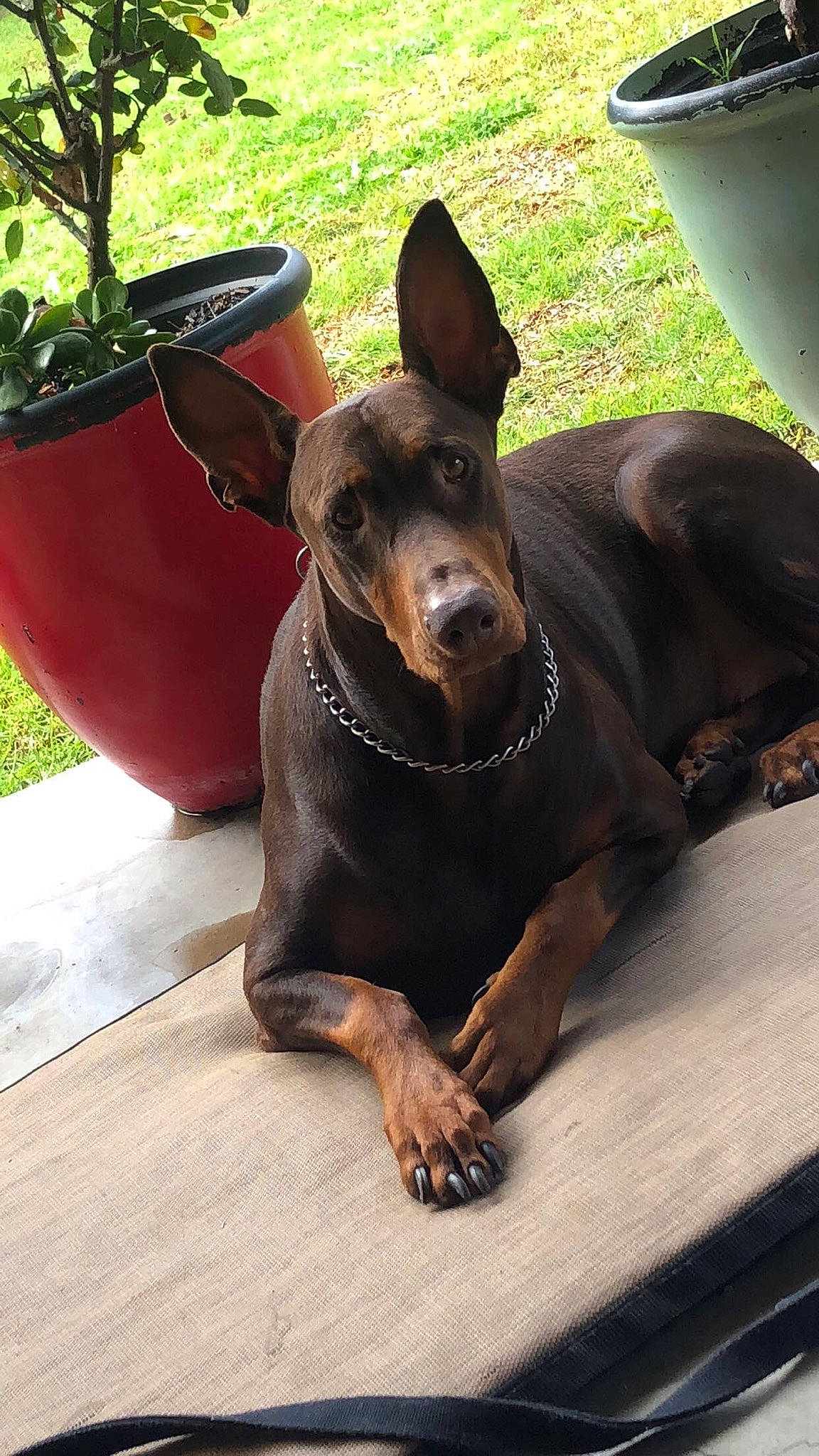 Happy is registered to the contest to win money with this photo: canidae, carnivore, dobermann, dog, dog_breed, fawn, german_pinscher, guard_dog, mammal, manchester_terrier, pinscher, snout, vertebrate