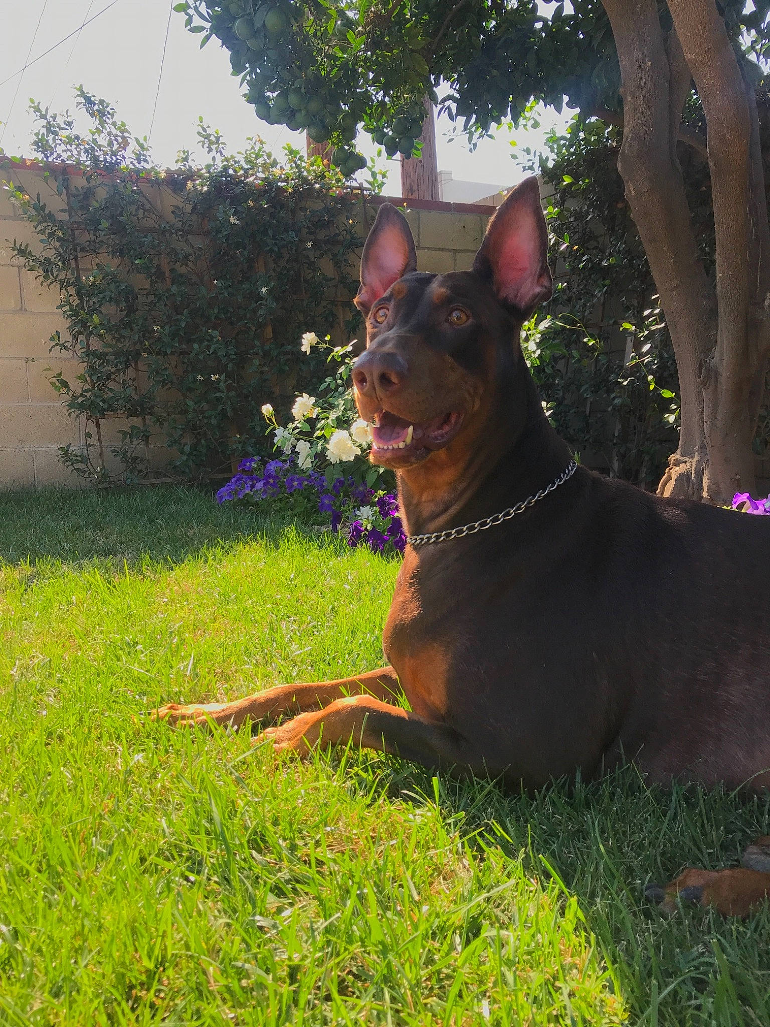Happy is registered to the contest to win money with this photo: australian_kelpie, canidae, carnivore, dobermann, dog, dog_breed, ear, english_toy_terrier, german_pinscher, grass, guard_dog, mammal, miniature_pinscher, pinscher, plant, prazsky_krysarik, snout, toy_dog, toy_manchester_terrier, vertebrate
