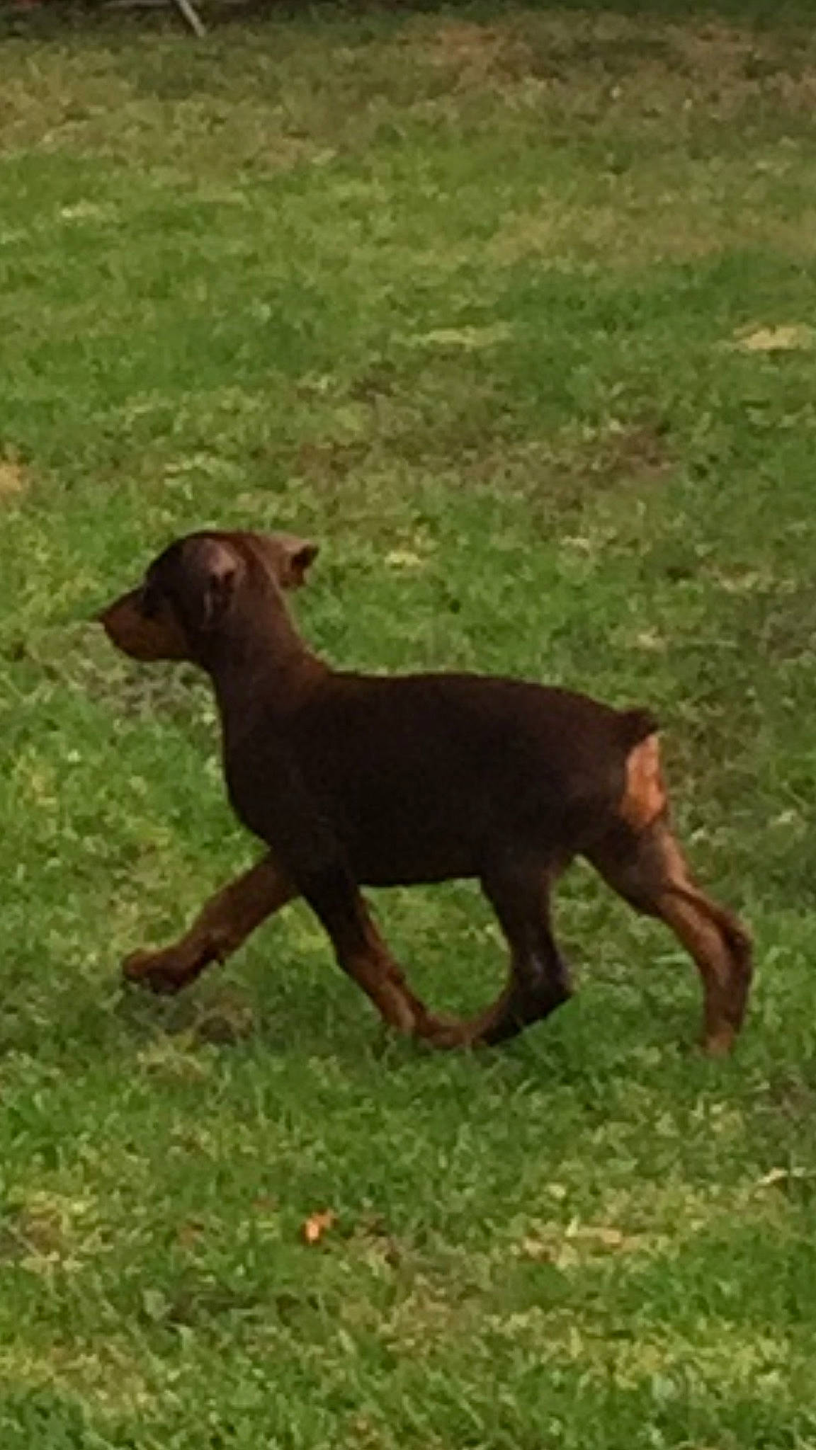 Happy is registered to the contest to win money with this photo: canidae, carnivore, dobermann, dog, dog_breed, german_pinscher, guard_dog, hunting_dog, liver, mammal, miniature_pinscher, pinscher, sporting_group, vertebrate, working_dog