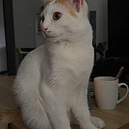Vayko a rejoint le concours — aidez-le/la à gagner de superbes lots ! cat, white_cat, orange_spots, pet, indoor, table, wooden_table, sitting, sideways_gaze, curious, domestic_animal, feline, ears, whiskers, eyes, tail, cup, spoon, home, cozy