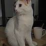 cat, white_cat, orange_spots, pet, indoor, table, wooden_table, sitting, sideways_gaze, curious, domestic_animal, feline, ears, whiskers, eyes, tail, cup, spoon, home, cozy