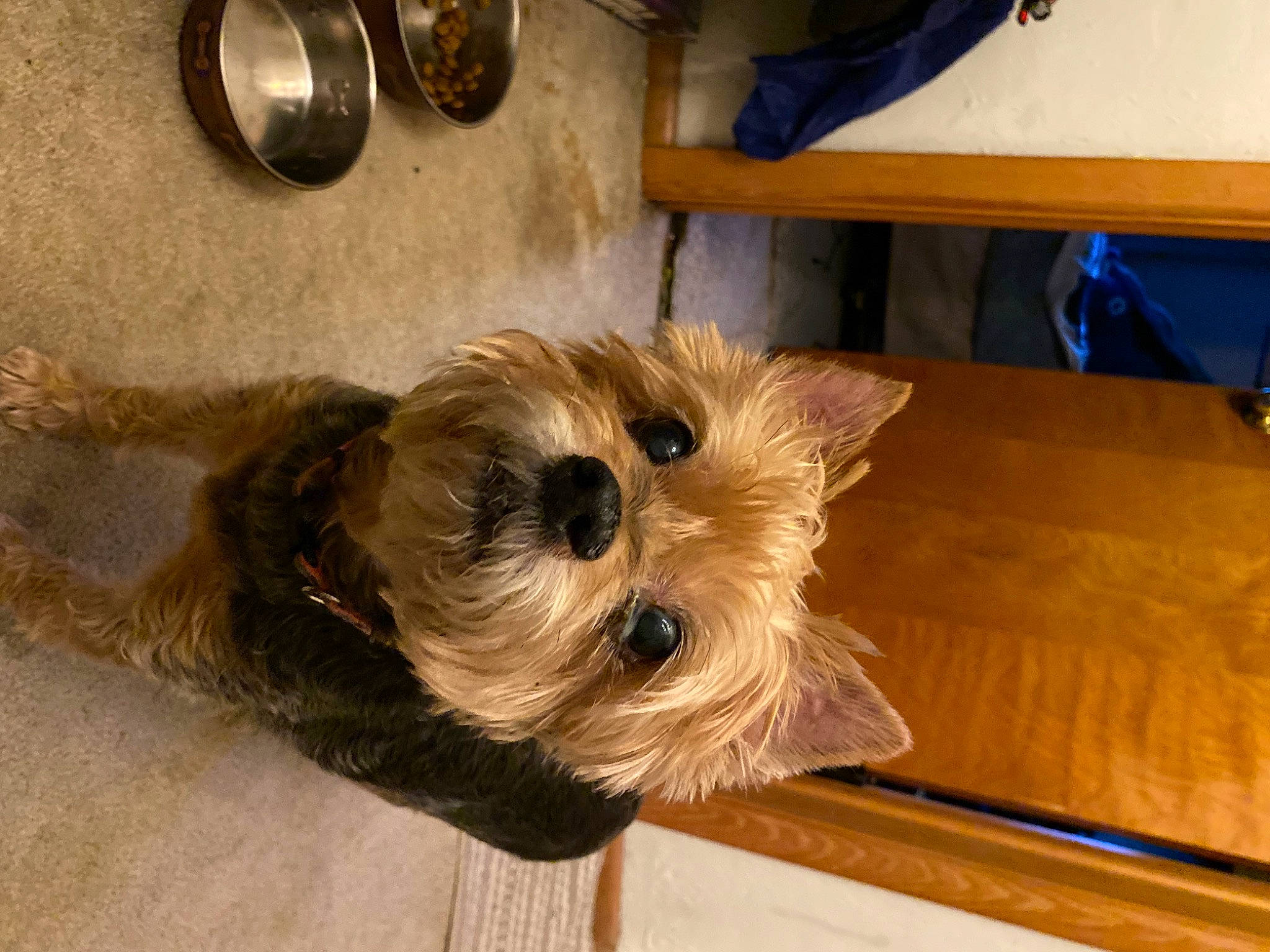 Daisy is registered to the contest to win money with this photo: biewer_terrier, camera, canidae, carnivore, companion_dog, dog, dog_breed, fawn, flooring, fur, hardwood, maltepoo, small_terrier, snout, sporting_group, terrier, toy_dog, wood, working_animal, yorkshire_terrier