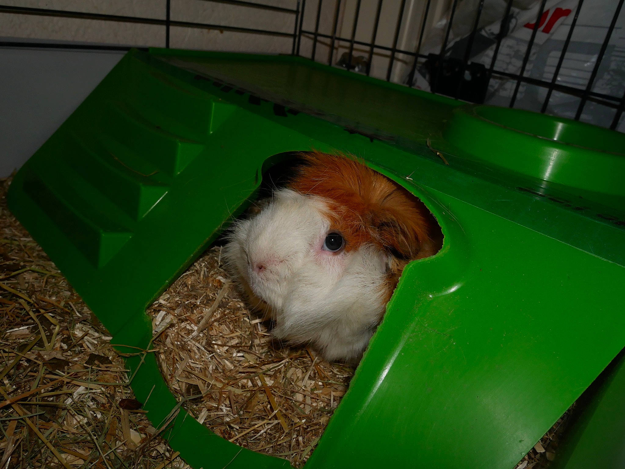 Lotus a rejoint le concours — aidez-le/la à gagner de superbes lots ! animal_shelter, cage, fawn, gerbil, grass, guinea_pig, hamster, mammal, rodent