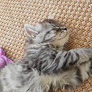 Aïko a rejoint le concours — aidez-le/la à gagner de superbes lots ! kitten, cat, sleeping, gray_tabby, fluffy, feline, pet, animal, cozy, resting, close_up, texture, woven_mat, indoor, cute, soft_fur, peaceful, young, small, adorable