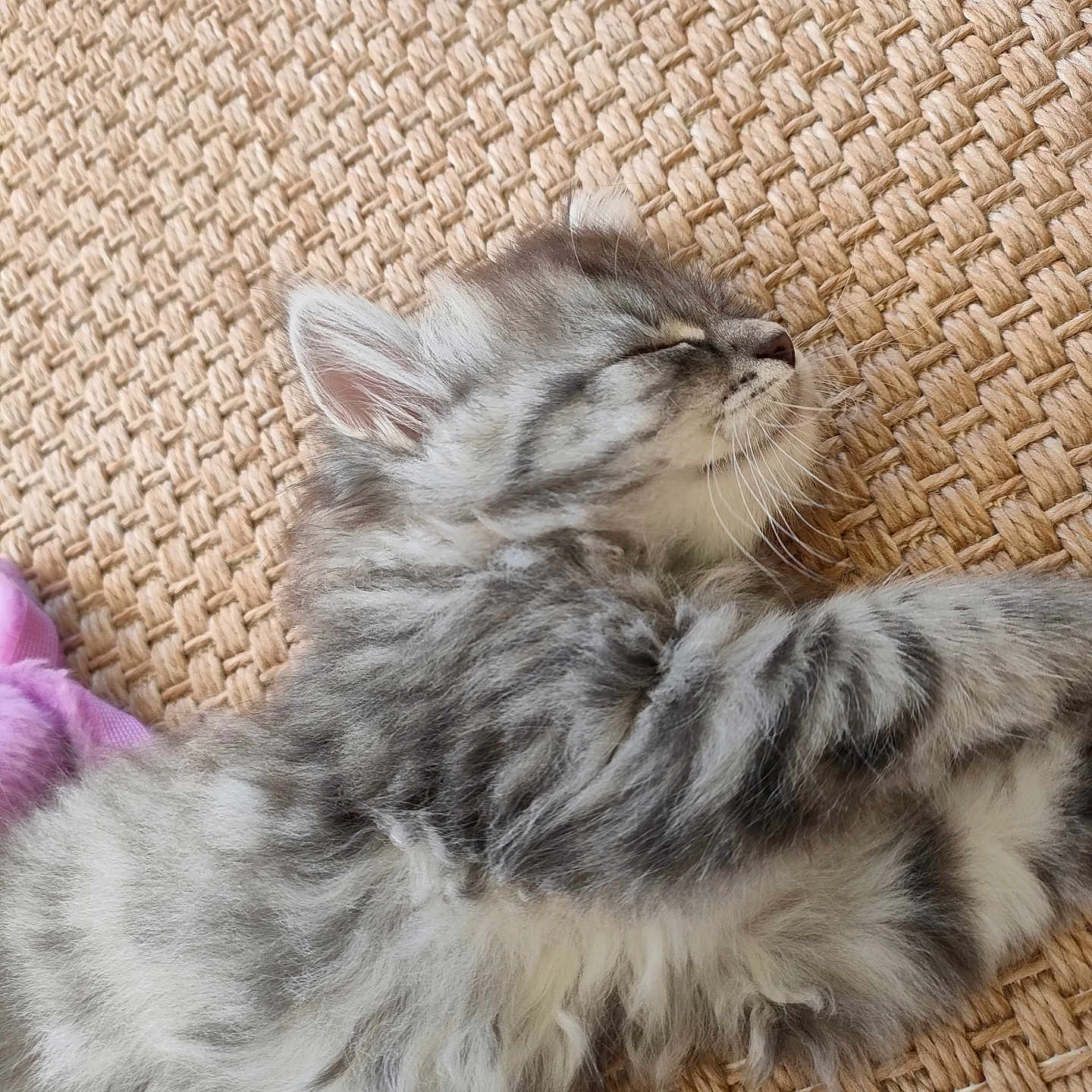 Aïko a rejoint le concours — aidez-le/la à gagner de superbes lots ! adorable, animal, cat, close_up, cozy, cute, feline, fluffy, gray_tabby, indoor, kitten, peaceful, pet, resting, sleeping, small, soft_fur, texture, woven_mat, young