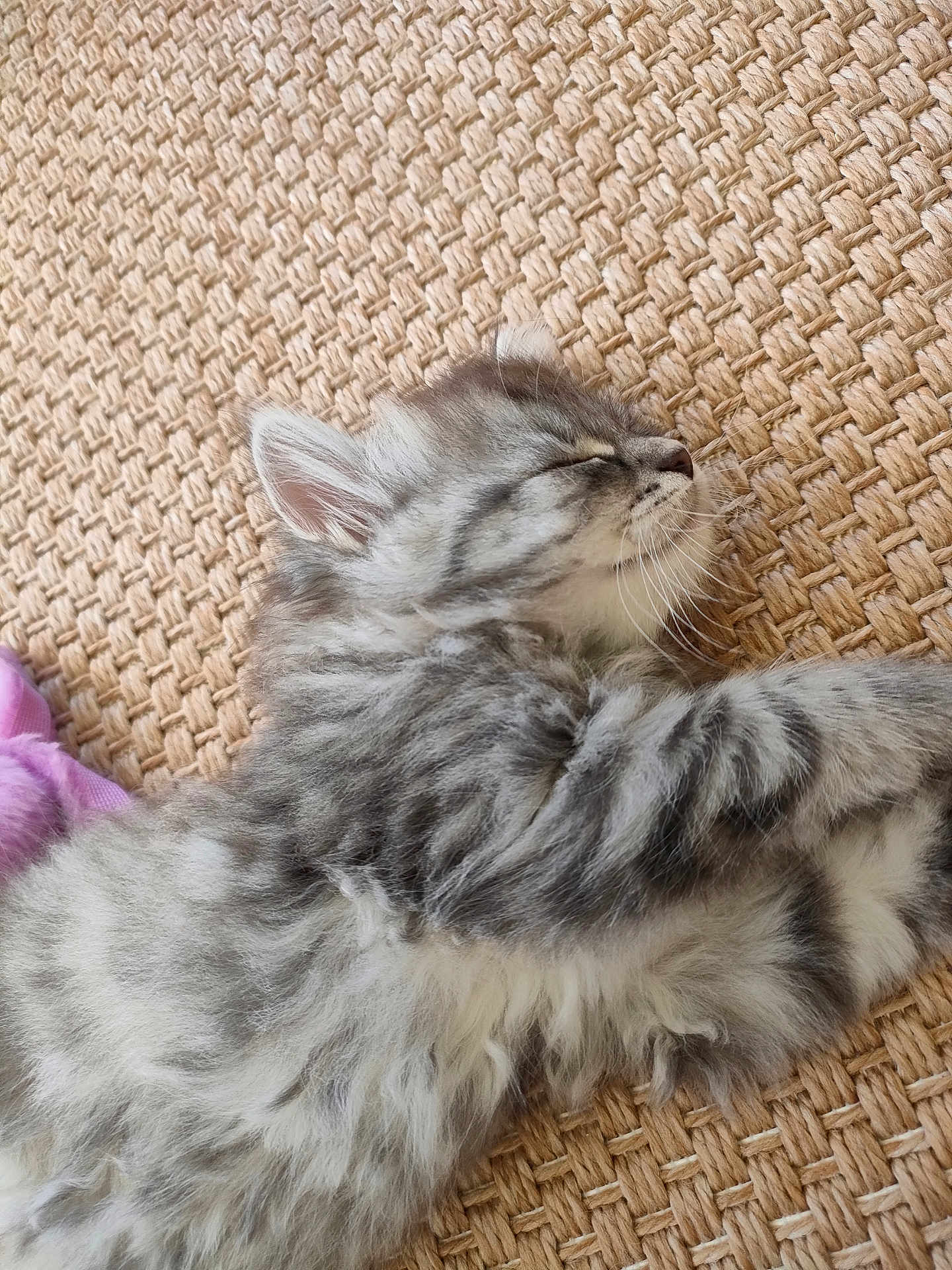 Aïko a rejoint le concours — aidez-le/la à gagner de superbes lots ! kitten, cat, sleeping, gray_tabby, fluffy, feline, pet, animal, cozy, resting, close_up, texture, woven_mat, indoor, cute, soft_fur, peaceful, young, small, adorable