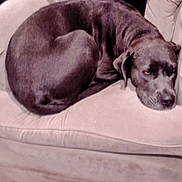 Coco joined the competition — help win amazing prizes! dog, couch, pet, sleeping, curled_up, indoors, canine, fur, resting, mammal, animal, beige, household, comfort, relaxed, companion, domestic, snout, ears, face