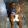Redd Vaneer is registered to the contest to win money with this photo: animal, brown_dog, canine, celebration, companion, curious, cute, dog, flooring, happy_new_year_headband, household, indoor, jeans, looking_up, person, pet, portrait, socks, stone_floor, white_chest