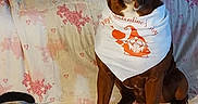Redd Vaneer is registered to the contest to win money with this photo: animal_portrait, attentive_dog, bandana, black_and_white_cat, brown_dog, carpet, cat, couch, cozy_home, dog, domestic_animal, floral_pattern, indoor, pet, pets_together, pillow, relaxed_cat, seated, valentines_day, wooden_wall