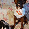 animal_portrait, attentive_dog, bandana, black_and_white_cat, brown_dog, carpet, cat, couch, cozy_home, dog, domestic_animal, floral_pattern, indoor, pet, pets_together, pillow, relaxed_cat, seated, valentines_day, wooden_wall