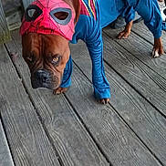 Redd Vaneer joined the competition — help win amazing prizes! animal, brown_dog, canine, character, clothing, costume, dog, expression, funny, holiday, mascot, mask, outdoor, pet, pet_clothing, portrait, spiderman, standing, superhero, wooden_deck