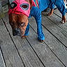 animal, brown_dog, canine, character, clothing, costume, dog, expression, funny, holiday, mascot, mask, outdoor, pet, pet_clothing, portrait, spiderman, standing, superhero, wooden_deck