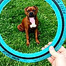 Redd Vaneer joined the competition — help win amazing prizes! animal, brown_dog, canine, daytime, dog, fetch, frisbee, grass, greenery, hand, happy, nature, outdoor, park, pet, playful, sitting, summer, tongue_out, toy