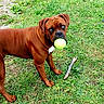 Redd Vaneer is registered to the contest to win money with this photo: alert, animal, brown_dog, canine, daylight, dog, ears, fetch, four_legs, grass, green_grass, looking_up, muzzle, nature, outdoor, pet, playful, standing, stick, tennis_ball
