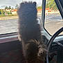 dog, black_dog, fluffy, car_interior, car_window, steering_wheel, seat, parking_lot, buildings, trees, cloudy_sky, furry, pet, vehicle, side_view, window, outdoor, daytime, domestic_animal, looking_out