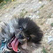 Pilou a rejoint le concours — aidez-le/la à gagner de superbes lots ! dog, puppy, tongue_out, happy, fluffy, outdoor, grass, dirt, closeup, pet, smiling, canine, playful, fur, animal, nature, tongue, cute, joyful, portrait