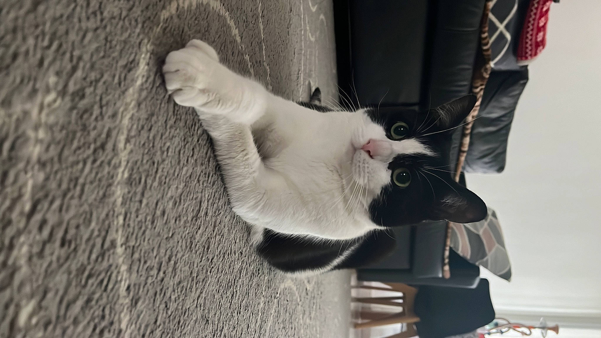 Tornade a rejoint le concours — aidez-le/la à gagner de superbes lots ! canidae, carnivore, cat, claw, collar, domestic_short_haired_cat, fang, felidae, fur, gesture, grey, monochrome, monochrome_photography, paw, small_to_medium_sized_cats, snout, tail, whiskers, wood