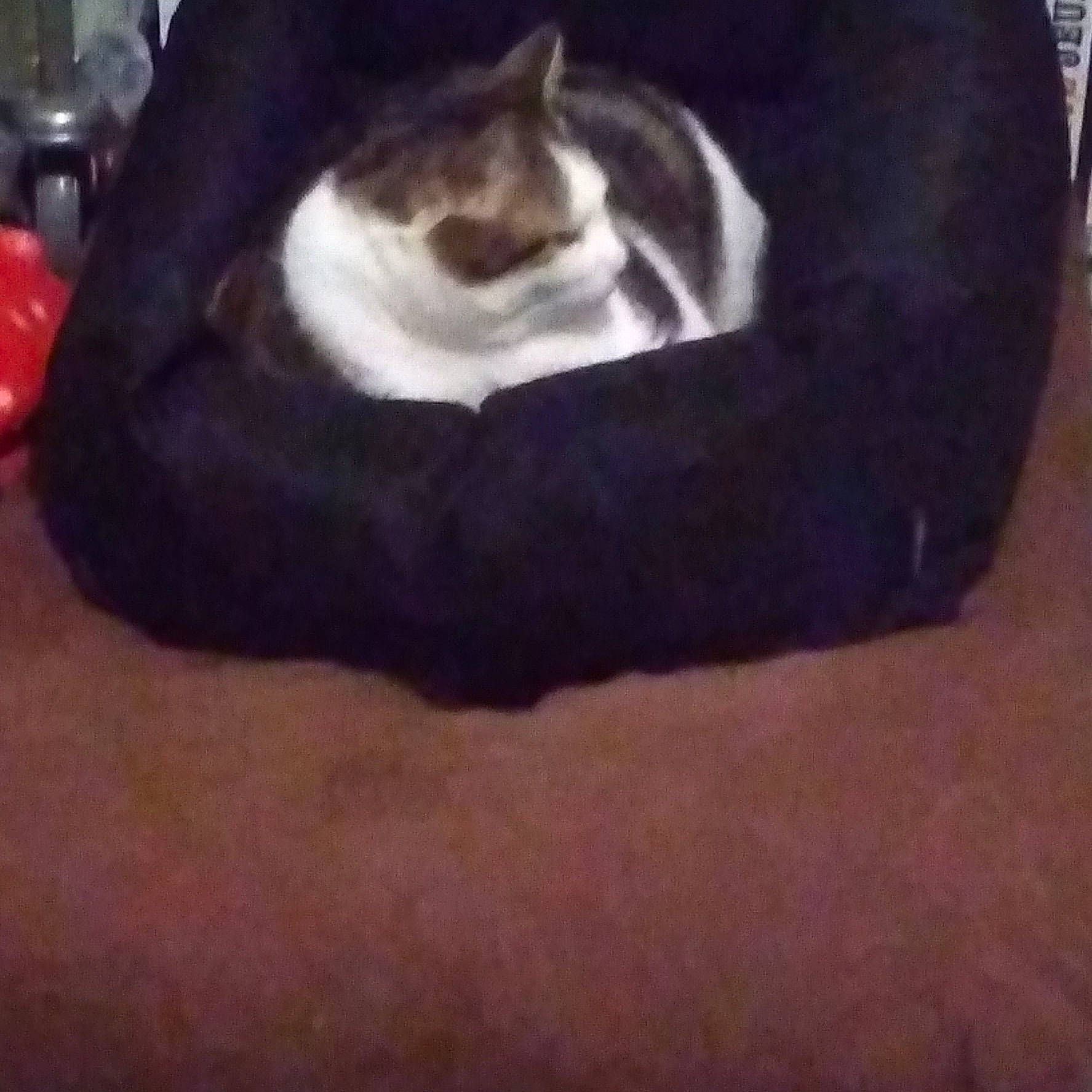 Tommy a rejoint le concours — aidez-le/la à gagner de superbes lots ! carnivore, cat, cat_supply, comfort, domestic_short_haired_cat, felidae, fur, paw, serveware, small_to_medium_sized_cats, tableware, tail, terrestrial_animal, whiskers