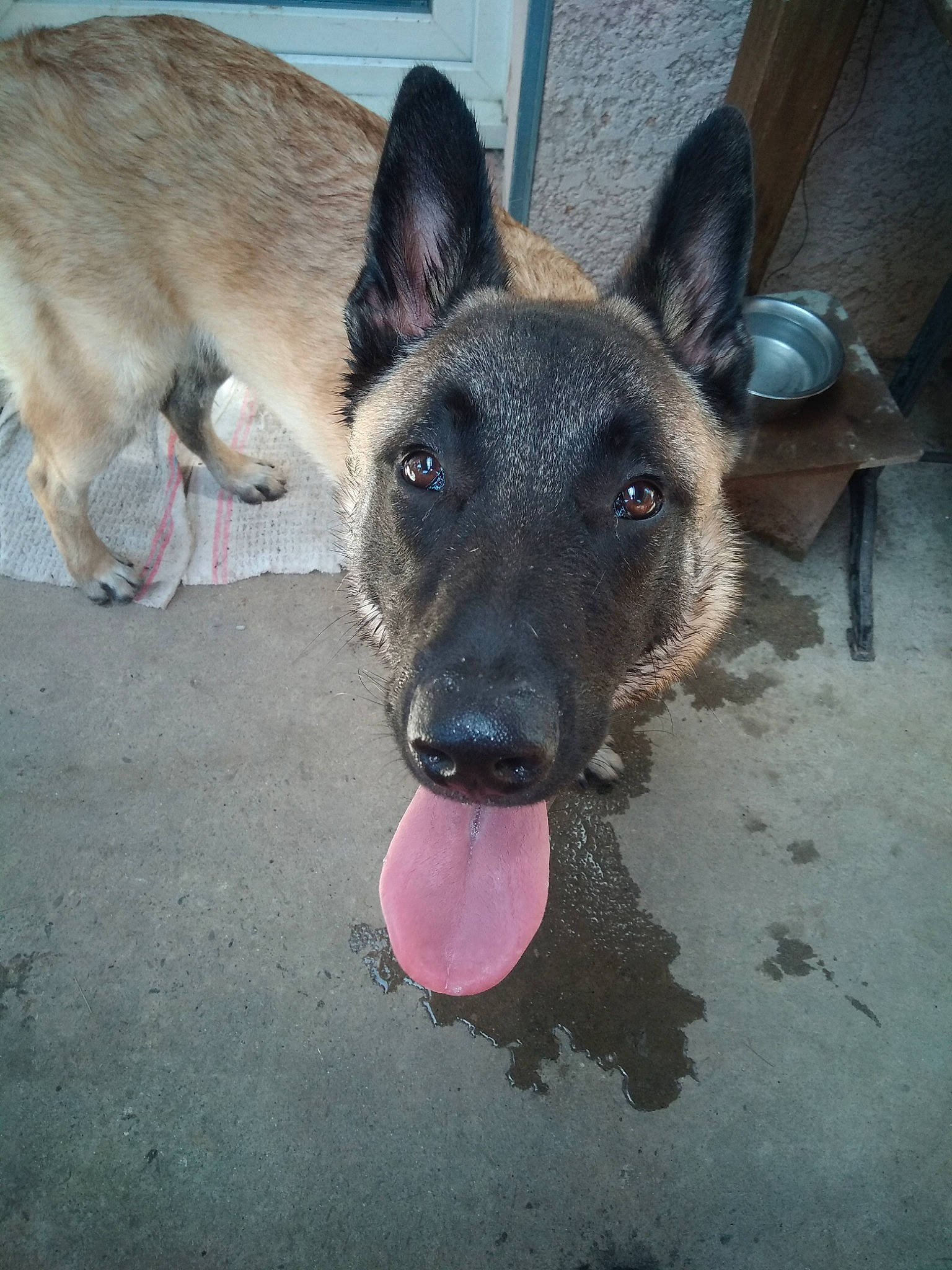 Laiko participe au concours pour gagner de l'argent avec cette photo : belgian_shepherd, belgian_shepherd_malinois, canidae, carnivore, dog, dog_breed, fawn, formosan_mountain_dog, german_shepherd_dog, king_shepherd, kunming_wolfdog, laekenois, mammal, old_german_shepherd_dog, rare_breed_dog, shiloh_shepherd_dog, snout, street_dog, vertebrate, working_dog