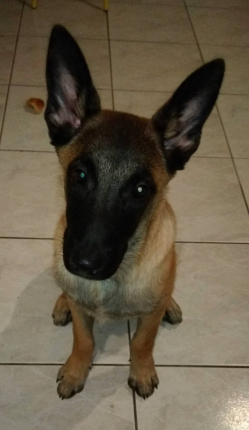 Laiko a rejoint le concours — aidez-le/la à gagner de superbes lots ! belgian_shepherd_malinois, canidae, carnivore, dog, dog_breed, fawn, formosan_mountain_dog, mammal, rare_breed_dog, snout, street_dog, vertebrate